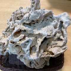 大きな珊瑚です。