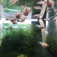 メダカ　パンダ出目　１０匹の画像