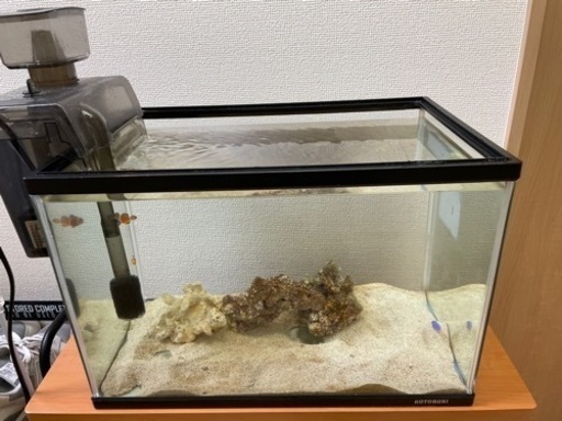 【受け渡し者決定】海水魚飼育セット一式(魚付き)