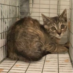 キジトラちゃんの里親様募集