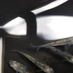 影黒鱗 めだか 1匹～