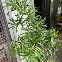 イヌマキ　差し上げますの画像