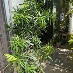 イヌマキ　差し上げます