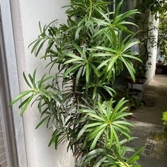 イヌマキ　差し上げますの画像