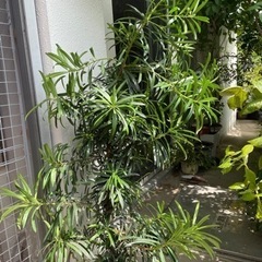 イヌマキ　差し上げますの画像