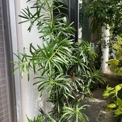 イヌマキ　差し上げますの画像