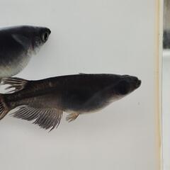 黒揚羽（めだか）6匹の画像