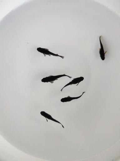 黒揚羽（めだか）6匹