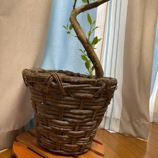 観葉植物　ゴムの木　アルテシマ　木鉢　セット売り