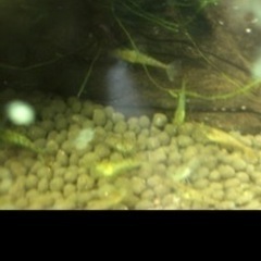 【✨お買い得✨】ミナミヌマエビ🦐　80匹　オマケでマツモ付けてます❗の画像