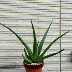 【取引中】アロエベラ