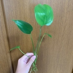 モンステラ子株