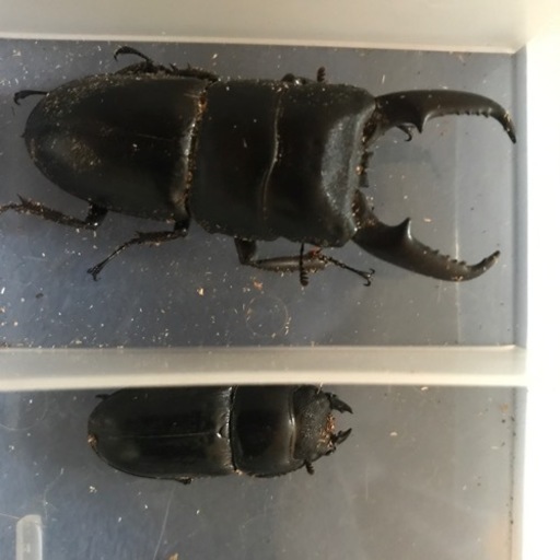 お陰様で完売いたしました。ありがとうございました。ヒラタクワガタペア