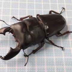 スマトラヒラタペア③