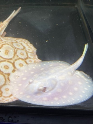 大幅値下げ‼️280,000円⇒198,000円❗️超激レア淡水エイ‼️アルビノダイヤモンドポルカ雄♂オス