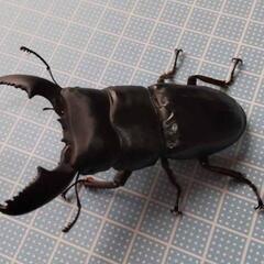 スマトラヒラタペア④