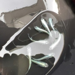 ミユキメダカ　3ペア