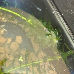 再開します、メダカの稚魚あげます。の画像