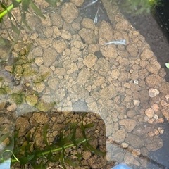 再開します、メダカの稚魚あげます。の画像