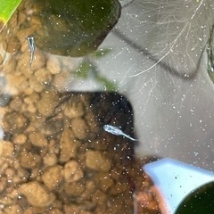 再開します、メダカの稚魚あげます。