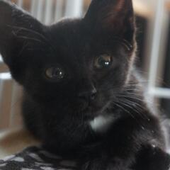 可愛い黒猫がっくん