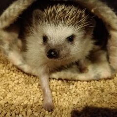 ハリネズミ（オス3歳）のお見合い相手募集