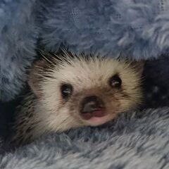 ハリネズミ（オス3歳）のお見合い相手募集 - 北区