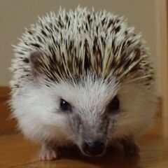 ハリネズミ（オス3歳）のお見合い相手募集 - その他
