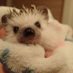 ハリネズミ（オス3歳）のお見合い相手募集 − 東京都