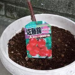 さくらんぼの鉢植え