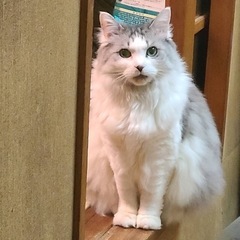 10歳の女の子です。
