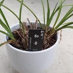 シンビジューム②