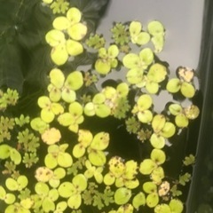 無料！水草アナカリス　マツモ、ウィローモスの画像