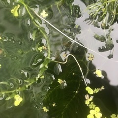 無料！水草アナカリス　マツモ、ウィローモスの画像