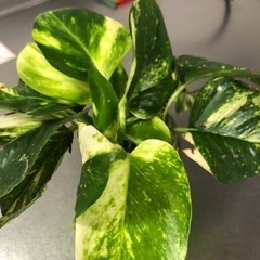 ポトス　5株程　新葉でてきてます。の画像