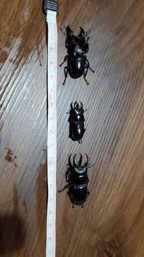 ヒラタクワガタ　3匹