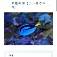カクレクマノミ（オスメス）ナンヨウハギ　デバスズメダイ