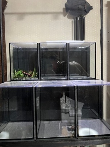 オシャレ水槽　ベタなどに　ベタマンション