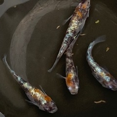 三色ラメ体外光　♂1♀3 セット
