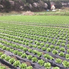 ※急募　【時給1,300円〜】　草取り・レタスの植え付けの画像