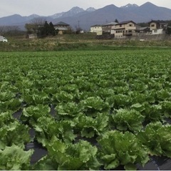 ※急募　【時給1,300円〜】　草取り・レタスの植え付けの画像