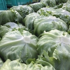 ※急募　【時給1,300円〜】　草取り・レタスの植え付けの画像