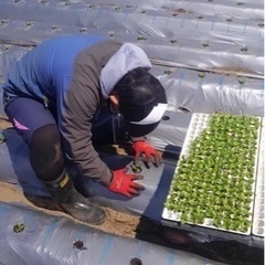 ※急募　【時給1,300円〜】　草取り・レタスの植え付けの画像