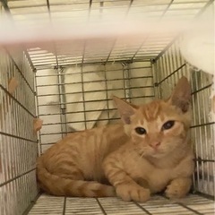 茶トラちゃんの里親様募集