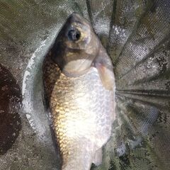 ひだあそび(ヘラブナ釣り)