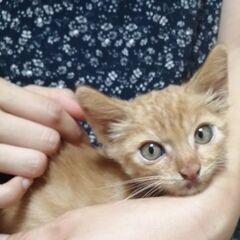 里親募集☆生後3ヶ月　キジトラ