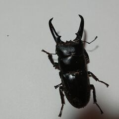 ツシマヒラタクワガタ　ギザなし