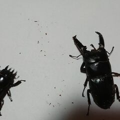 ツシマヒラタクワガタ　ペア①