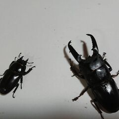 ツシマヒラタクワガタ　ペア