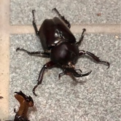 【交渉中】カブトムシ　♂♀ペア、又は♂のみ